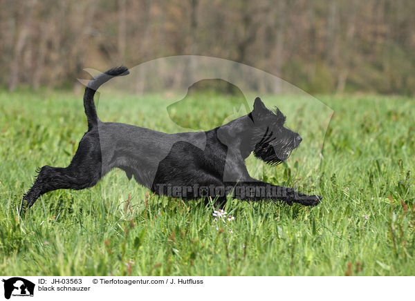 schwarzer Mittelschnauzer / black schnauzer / JH-03563