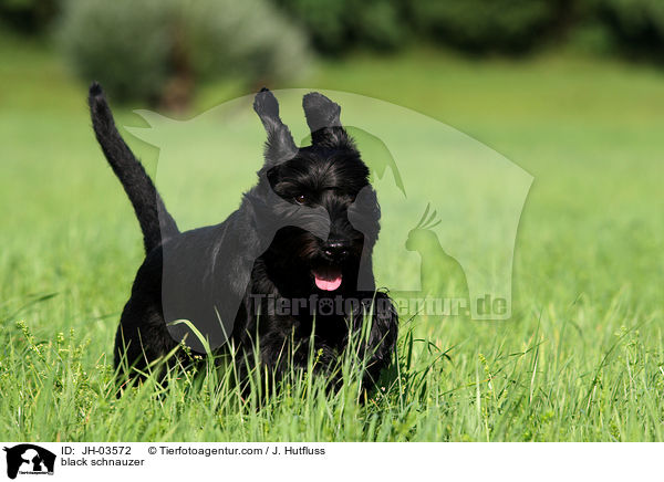 schwarzer Mittelschnauzer / black schnauzer / JH-03572