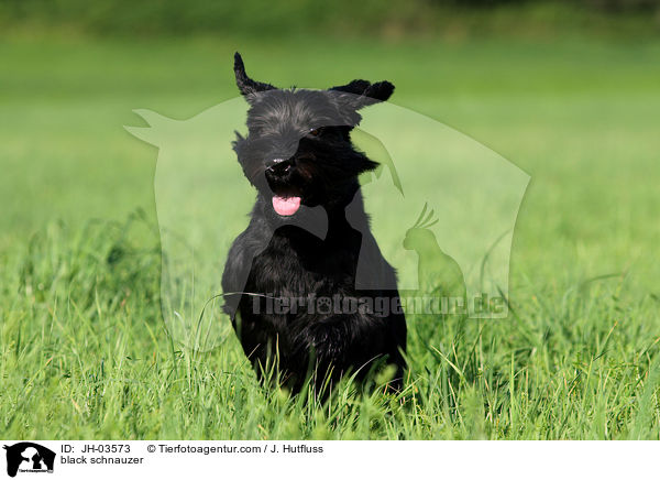 schwarzer Mittelschnauzer / black schnauzer / JH-03573