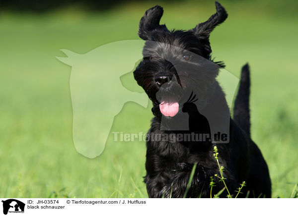 schwarzer Mittelschnauzer / black schnauzer / JH-03574