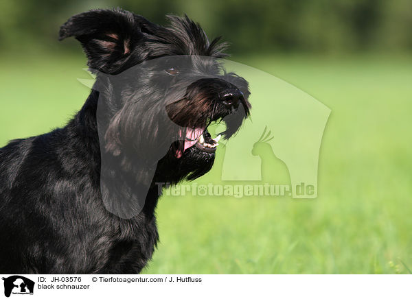 schwarzer Mittelschnauzer / black schnauzer / JH-03576