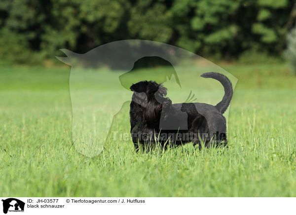 schwarzer Mittelschnauzer / black schnauzer / JH-03577