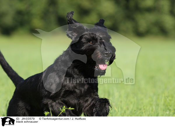 schwarzer Mittelschnauzer / black schnauzer / JH-03579