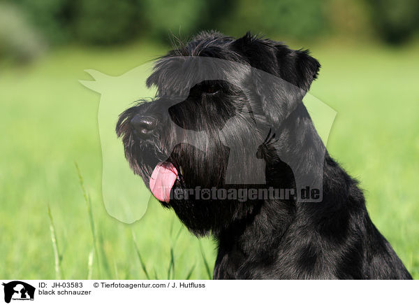 schwarzer Mittelschnauzer / black schnauzer / JH-03583