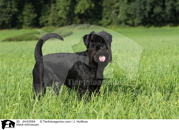 schwarzer Mittelschnauzer / black schnauzer / JH-03584