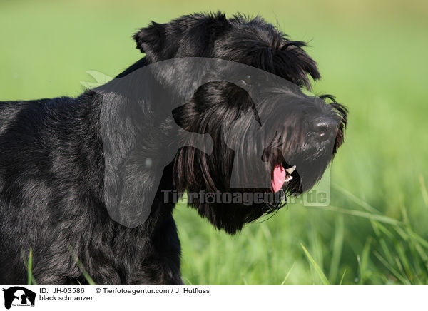 schwarzer Mittelschnauzer / black schnauzer / JH-03586