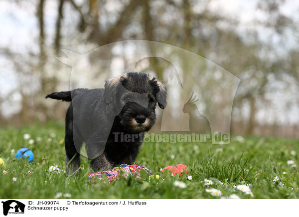 Mittelschnauzer Welpe / Schnauzer puppy / JH-09074