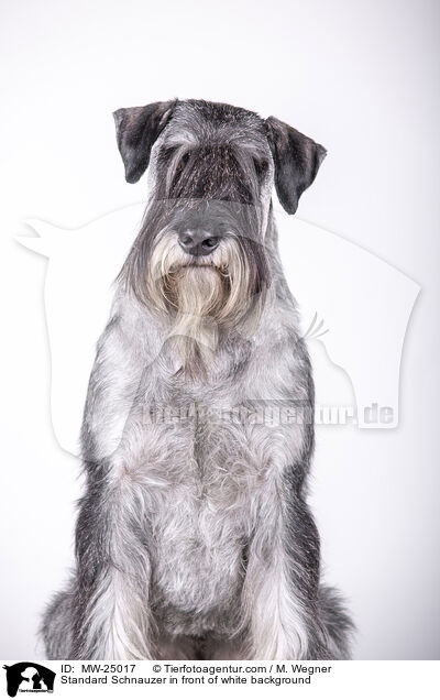 Mittelschnauzer vor weiem Hintergrund / Standard Schnauzer in front of white background / MW-25017