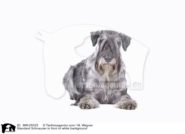 Mittelschnauzer vor weiem Hintergrund / Standard Schnauzer in front of white background / MW-25025