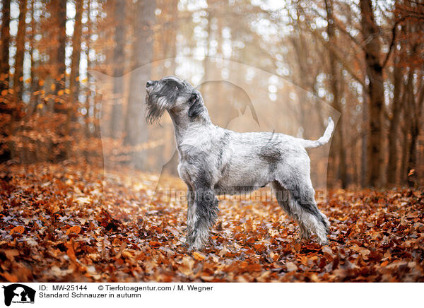 Mittelschnauzer im Herbst / Standard Schnauzer in autumn / MW-25144