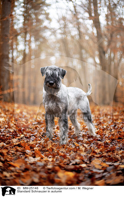 Mittelschnauzer im Herbst / Standard Schnauzer in autumn / MW-25146