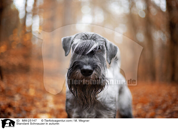 Standard Schnauzer in autumn / MW-25147