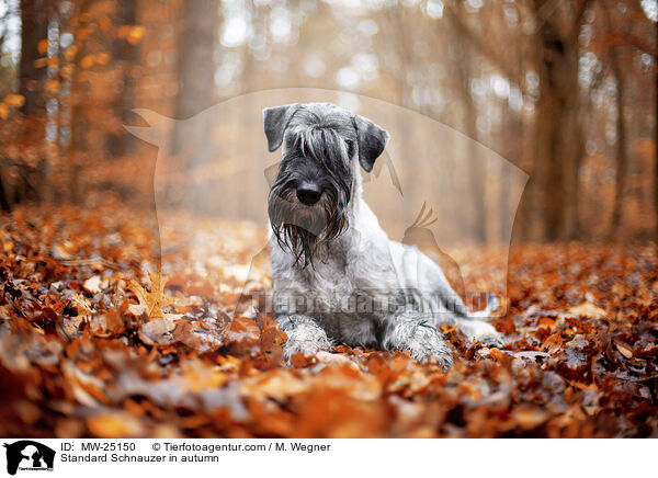 Mittelschnauzer im Herbst / Standard Schnauzer in autumn / MW-25150