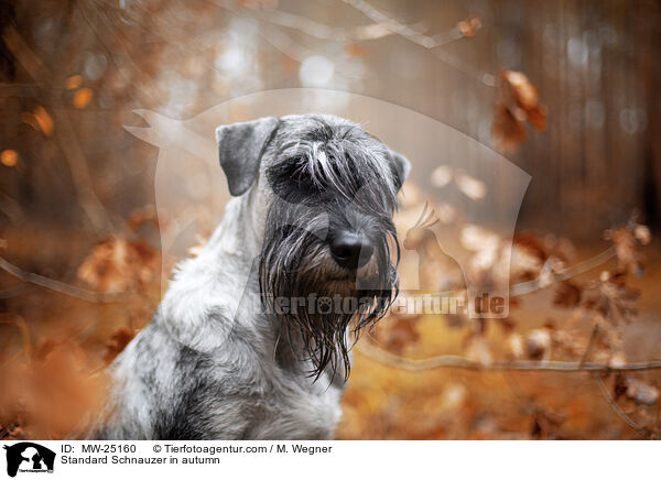 Mittelschnauzer im Herbst / Standard Schnauzer in autumn / MW-25160