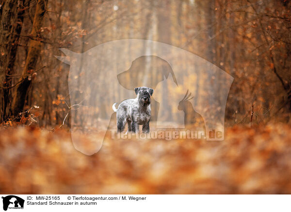 Mittelschnauzer im Herbst / Standard Schnauzer in autumn / MW-25165