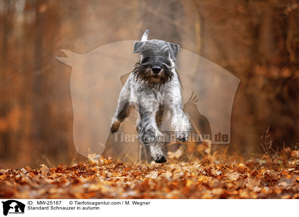 Mittelschnauzer im Herbst / Standard Schnauzer in autumn / MW-25167