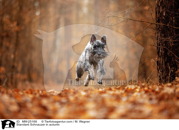 Mittelschnauzer im Herbst / Standard Schnauzer in autumn / MW-25168