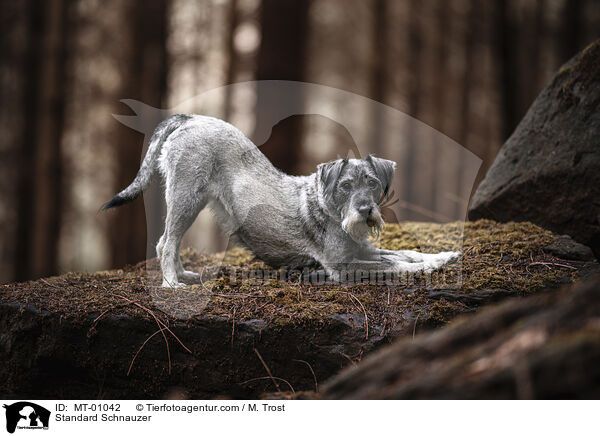 Standard Schnauzer / MT-01042