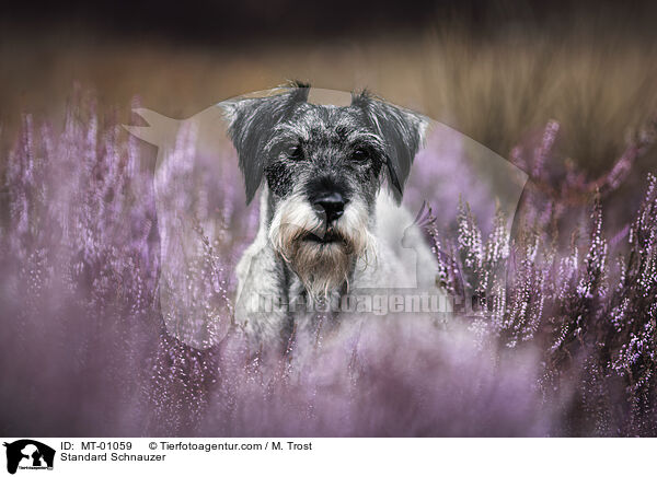 Standard Schnauzer / MT-01059