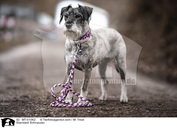 Mittelschnauzer / Standard Schnauzer / MT-01062