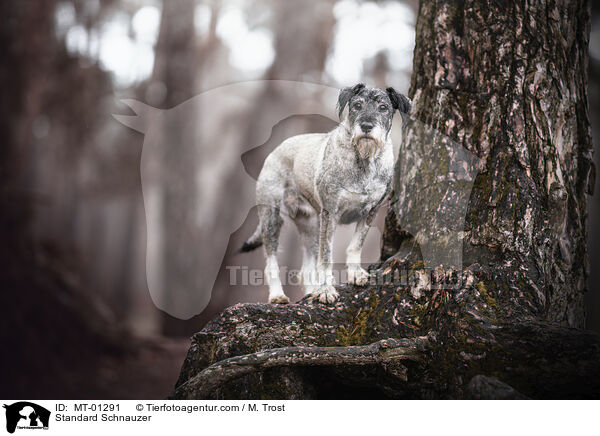 Mittelschnauzer / Standard Schnauzer / MT-01291