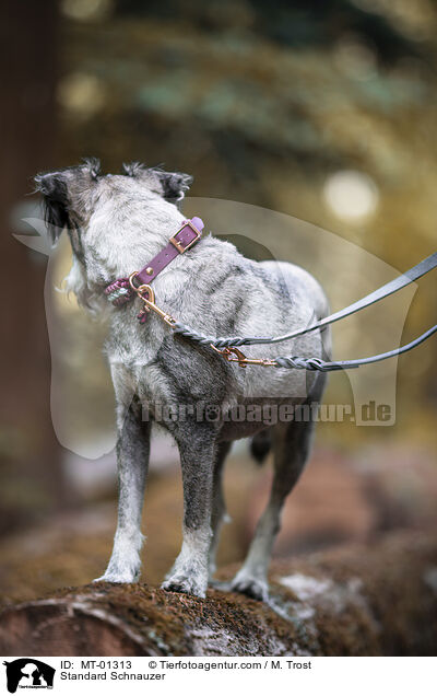 Mittelschnauzer / Standard Schnauzer / MT-01313