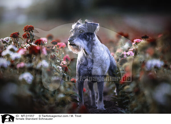 Mittelschnauzer Hndin / female Standard Schnauzer / MT-01557