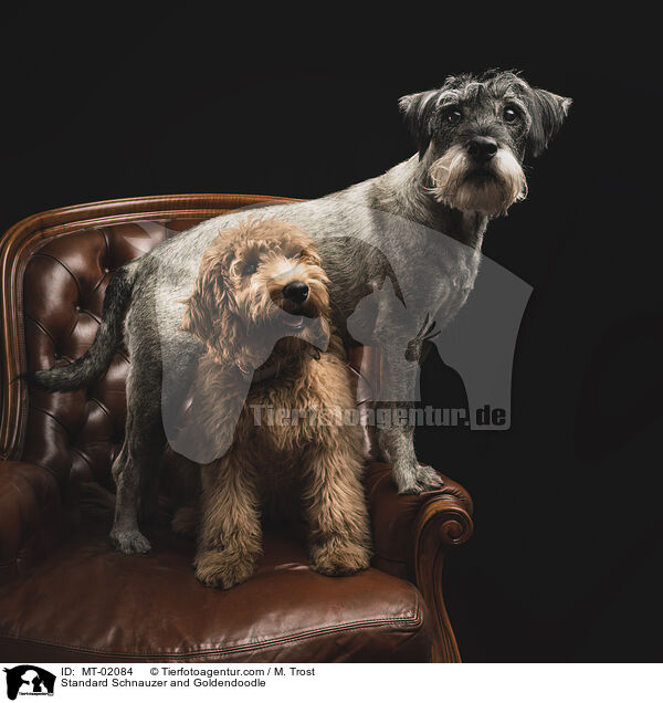 Standard Schnauzer and Goldendoodle / MT-02084