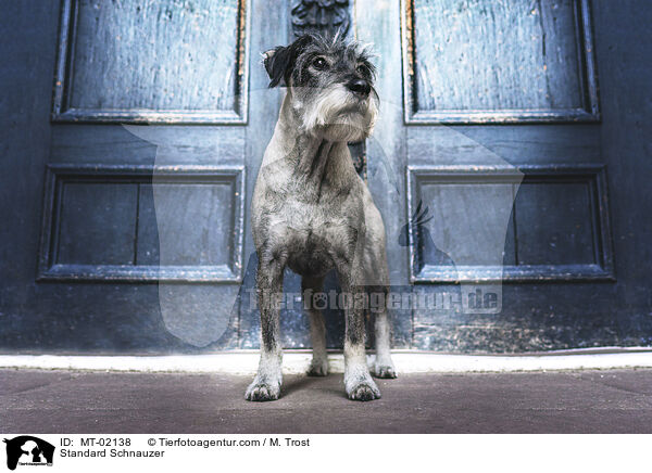 Mittelschnauzer / Standard Schnauzer / MT-02138