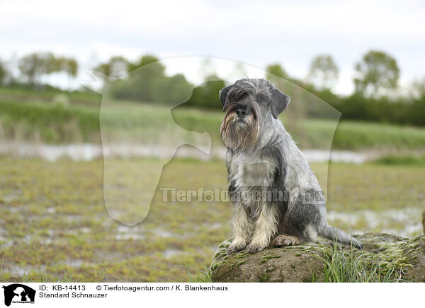 Mittelschnauzer / Standard Schnauzer / KB-14413