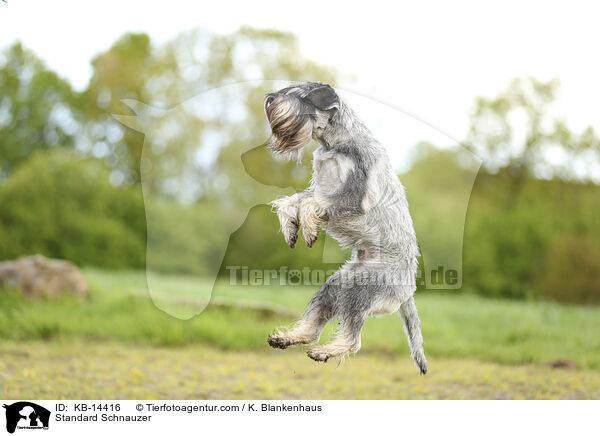 Mittelschnauzer / Standard Schnauzer / KB-14416