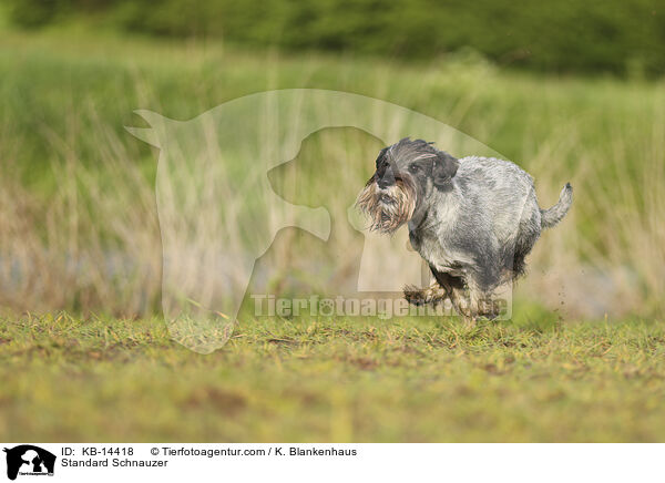 Standard Schnauzer / KB-14418