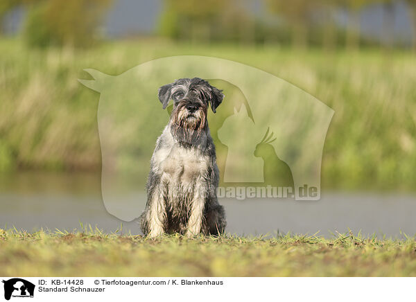 Mittelschnauzer / Standard Schnauzer / KB-14428