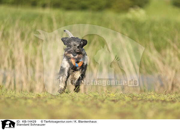 Mittelschnauzer / Standard Schnauzer / KB-14429