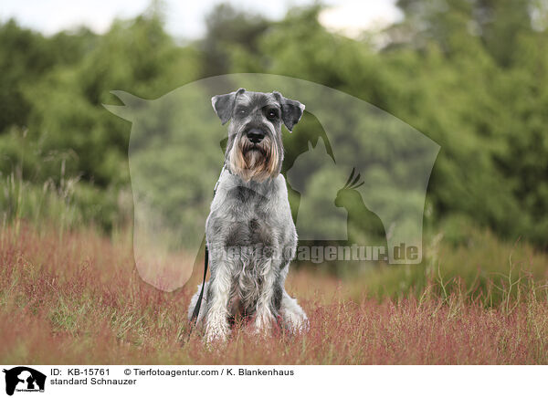 Mittelschnauzer / standard Schnauzer / KB-15761