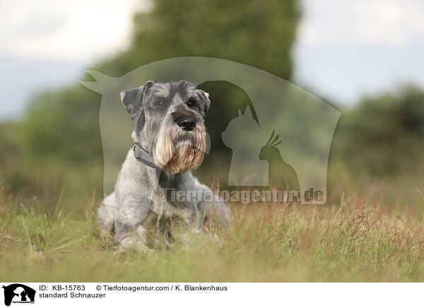 Mittelschnauzer / standard Schnauzer / KB-15763