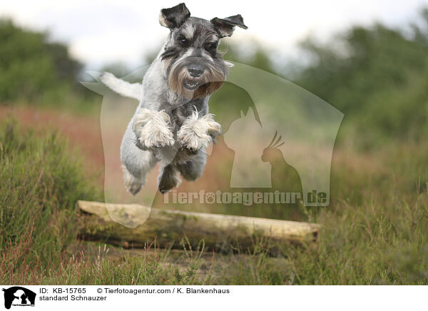 Mittelschnauzer / standard Schnauzer / KB-15765