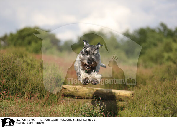 Mittelschnauzer / standard Schnauzer / KB-15767