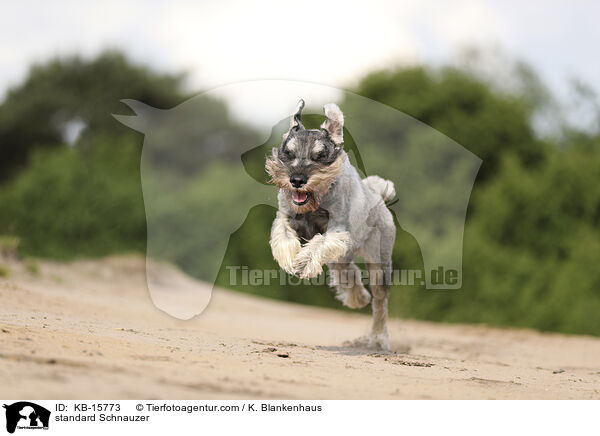 Mittelschnauzer / standard Schnauzer / KB-15773