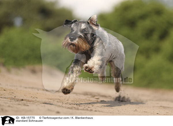 Mittelschnauzer / standard Schnauzer / KB-15775