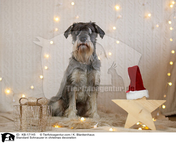 Mittelschnauzer in Weihnachtsdekoration / Standard Schnauzer in christmas decoration / KB-17145