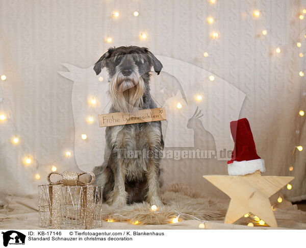 Standard Schnauzer in christmas decoration / KB-17146