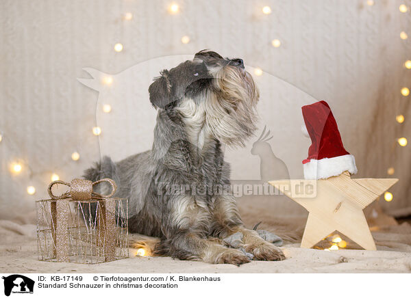 Mittelschnauzer in Weihnachtsdekoration / Standard Schnauzer in christmas decoration / KB-17149