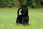 black schnauzer