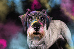 Standard Schnauzer