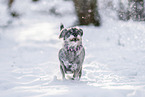 Standard Schnauzer