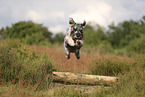 standard Schnauzer