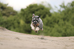 standard Schnauzer