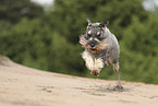 standard Schnauzer