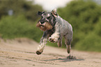 standard Schnauzer